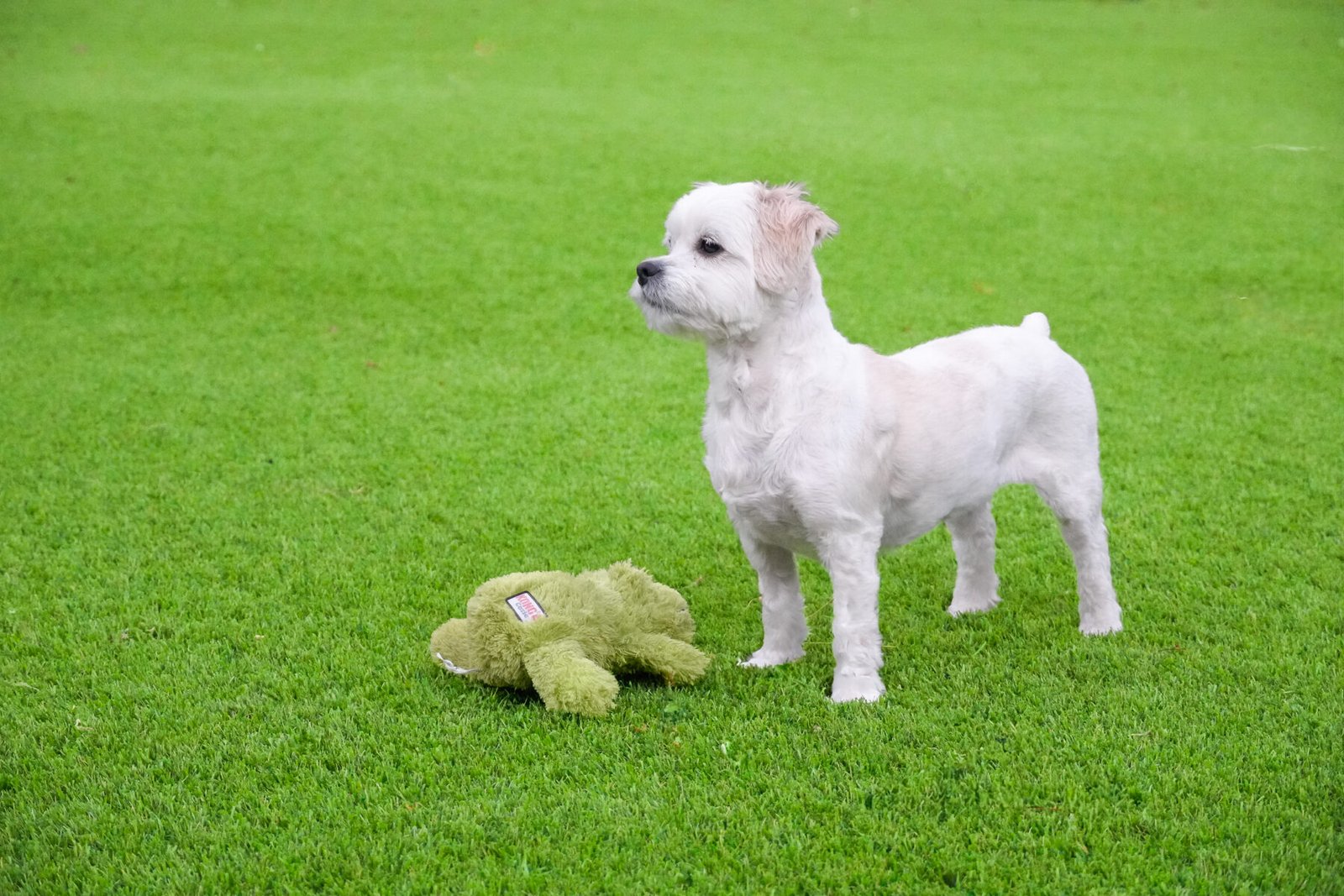 Dog on Artificial Grass/Turf
